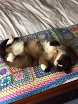 A cat/kitten picture sharing thread.