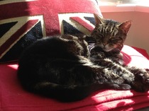 A cat/kitten picture sharing thread.