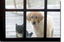 I don't want to get a family pet due to ethics