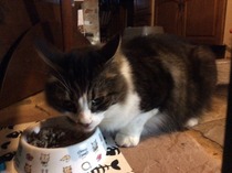 Our new cat is home!