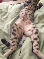 A cat/kitten picture sharing thread.