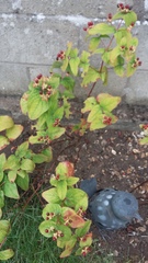 What plant is this?