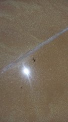 What are these insects dying in my bath?