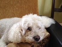 15-year old dog screaming randomly - Have you got experience of this?