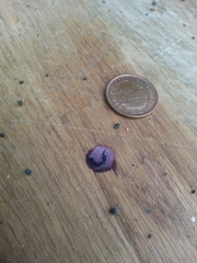 to kill all the spiders?