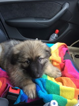 Immune /natural killer cell treatment when ttc or pregnant (aka the 16th pred thread!)