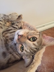 A cat/kitten picture sharing thread.