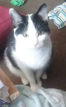A cat/kitten picture sharing thread.