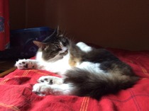 Our new cat is home!