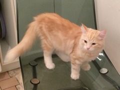 A cat/kitten picture sharing thread.
