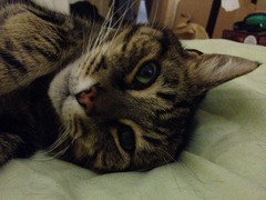 DH committed suicide on Saturday, rang Samaritans, not helped.