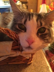 A cat/kitten picture sharing thread.