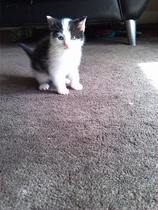 A cat/kitten picture sharing thread.