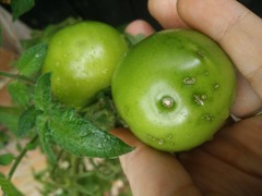 What's wrong with my tomatoes?