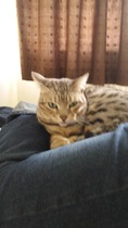 Or should I be able to abuse my own cat if I want?