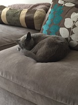 A cat/kitten picture sharing thread.
