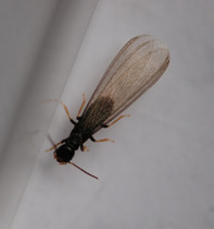What are these insects dying in my bath?