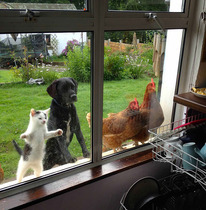 I don't want to get a family pet due to ethics