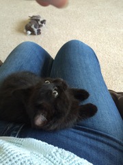 A cat/kitten picture sharing thread.