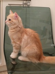 A cat/kitten picture sharing thread.