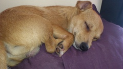Getting a puppy was the best thing I've ever done.