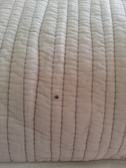 to kill all the spiders?