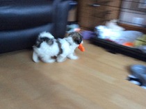 First time puppy owner confused by how much I should feed pup, help please!