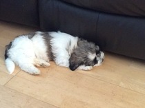 First time puppy owner confused by how much I should feed pup, help please!