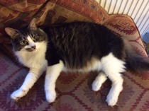 Our new cat is home!