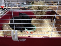 To get a rabbit?