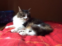 Our new cat is home!