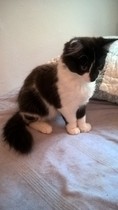 I think I want a kitten/s  but can't seem to find any.