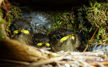 Does anyone feed their garden birds?