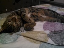 A cat/kitten picture sharing thread.