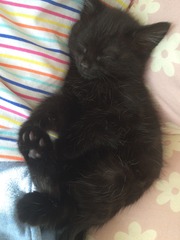 A cat/kitten picture sharing thread.