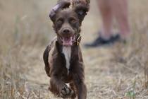 National Dog day - 26/08/2015
