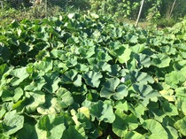 Allotment /Veg patch  thread 4 "Lettuce and Peppers and Pears OH MY!"