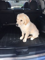 Ive had a golden retriever puppy 4 days....and changed my mind
