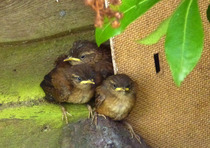 Does anyone feed their garden birds?