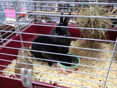 To get a rabbit?