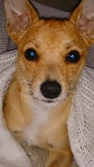 Getting a puppy was the best thing I've ever done.