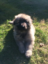 Immune /natural killer cell treatment when ttc or pregnant (aka the 16th pred thread!)