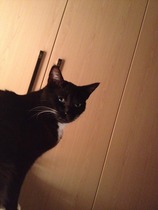 A cat/kitten picture sharing thread.