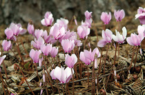 Shady characters - a permanent home for shade garden suggestions!