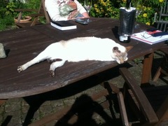 To think cats swanning about on work surface/table is gross?