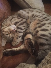 A cat/kitten picture sharing thread.