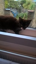 I think I want a kitten/s  but can't seem to find any.