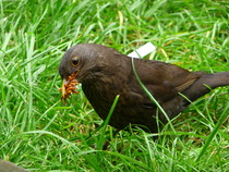 Does anyone feed their garden birds?
