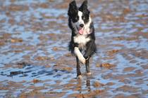 National Dog day - 26/08/2015