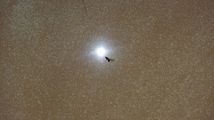 What are these insects dying in my bath?